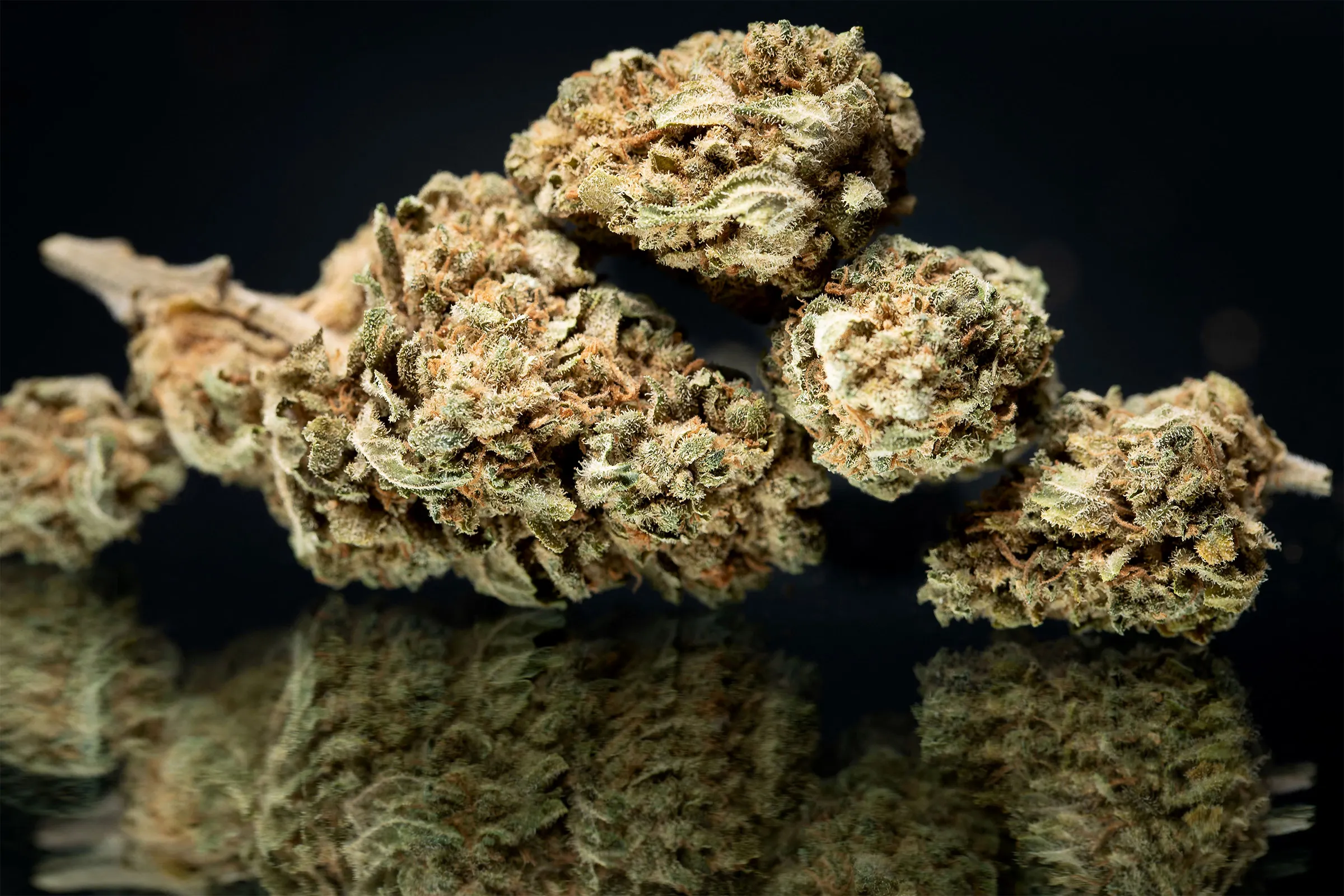 Das richtige Saatgut für deine Bedürfnisse – Cannabissamen kaufen legal in Deutschland