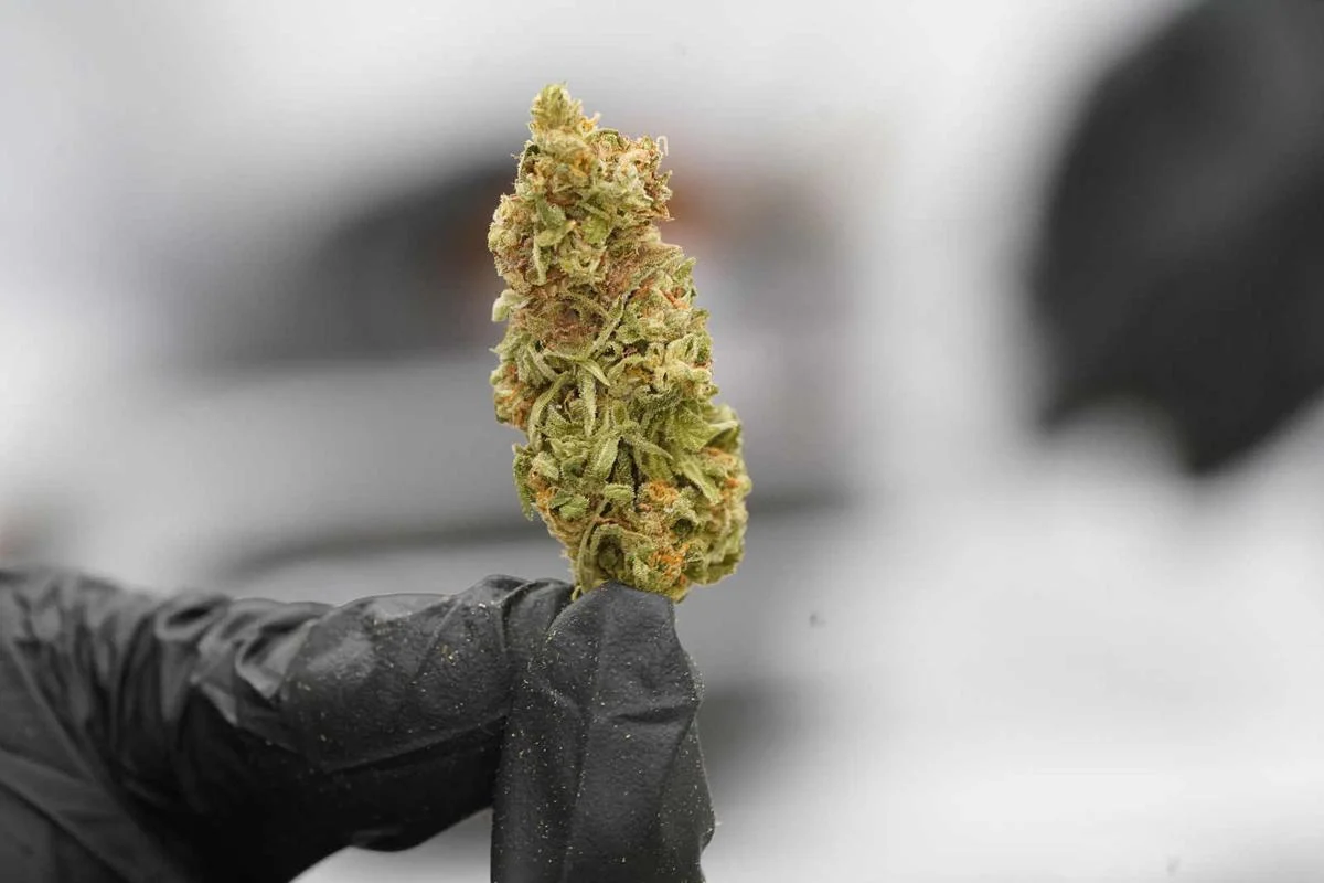 Die Zukunft der Cannabis-Zucht: Hochwertige Marihuanasamen