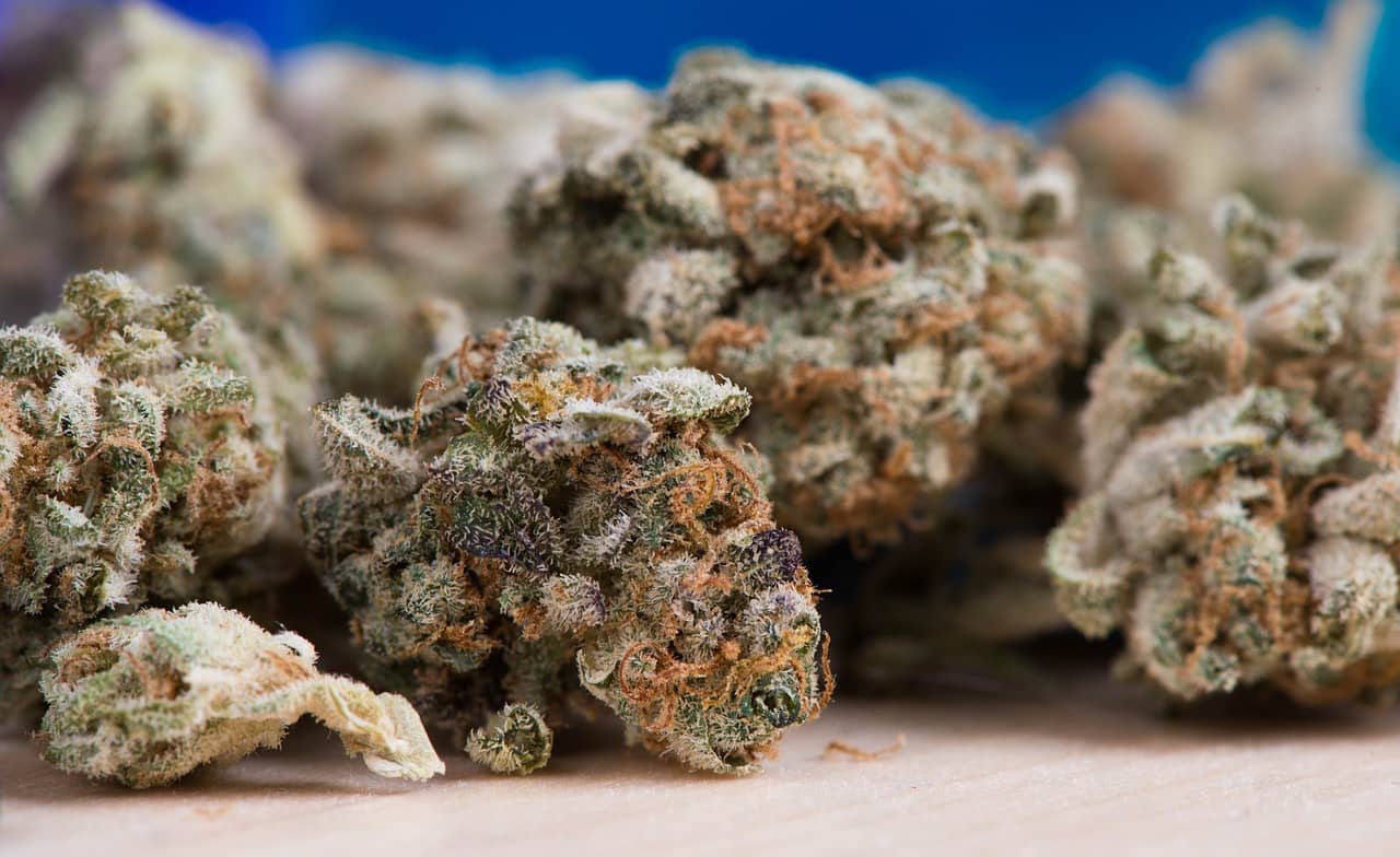 Die Zukunft der Cannabis-Zucht: Hochwertige Marihuanasamen