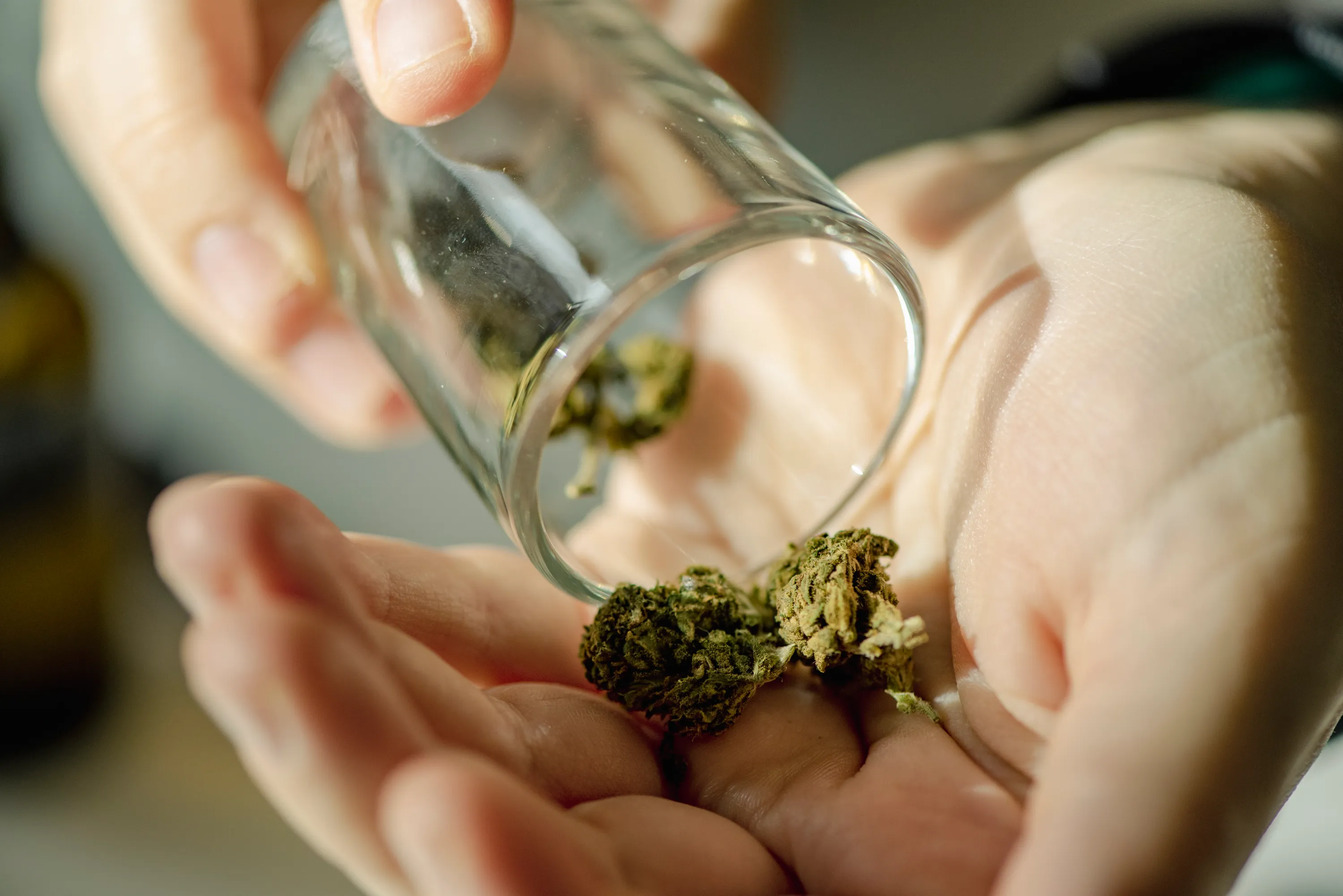 Das richtige Saatgut für deine Bedürfnisse – Cannabissamen kaufen legal in Deutschland