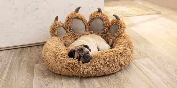 Hundezubehör: Alles, was Ihr Vierbeiner braucht